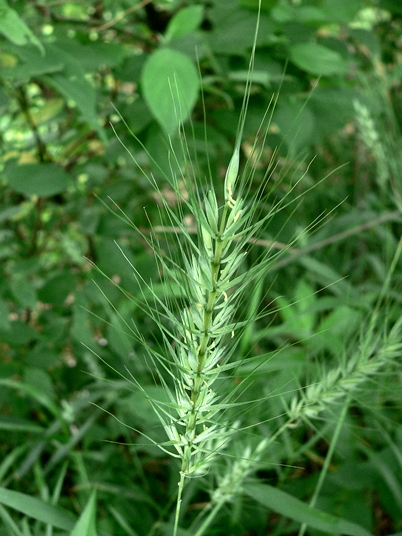 {Elymus glabriflorus}